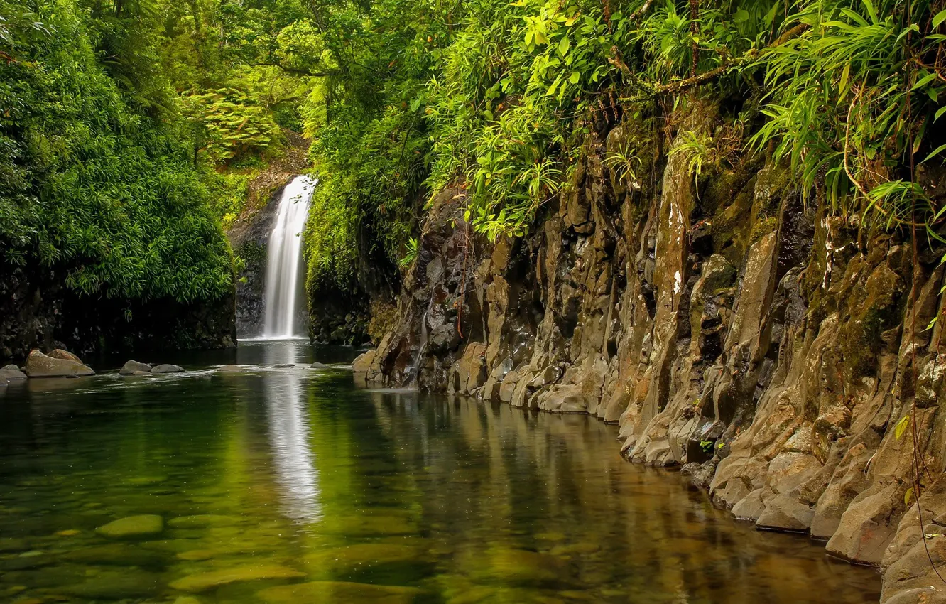 Photo wallpaper forest, waterfall, Fiji, fiji, Taveuni Island, Wainibau Waterfall