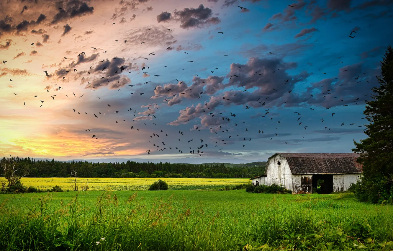 Photo wallpaper field, clouds, bird, the barn