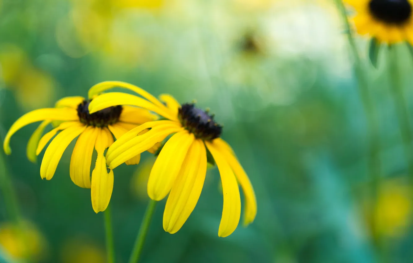 Photo wallpaper flowers, yellow, glare, background, rudbeckia