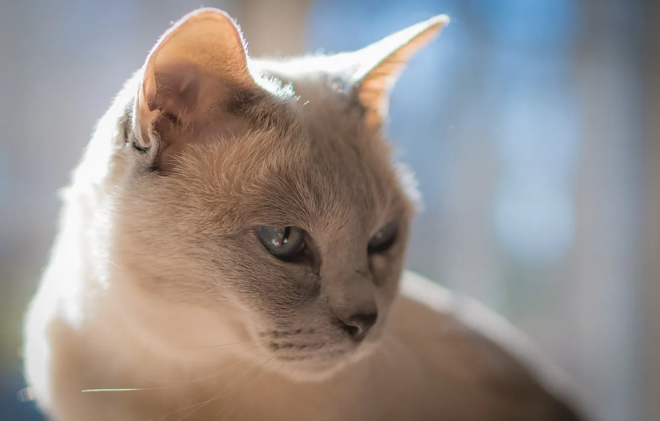 Photo wallpaper cat, look, home