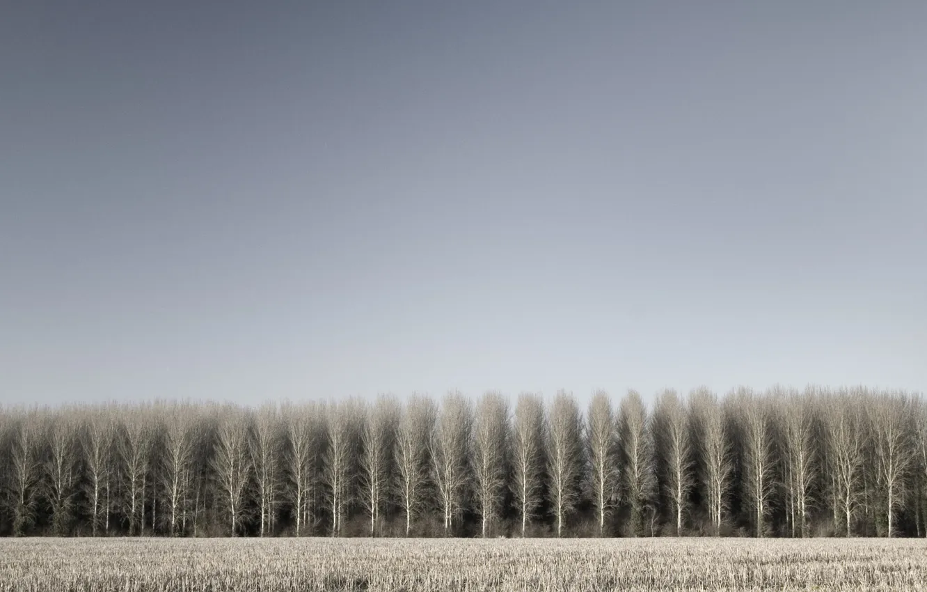Photo wallpaper field, trees, photo, tree, landscapes, field, forest