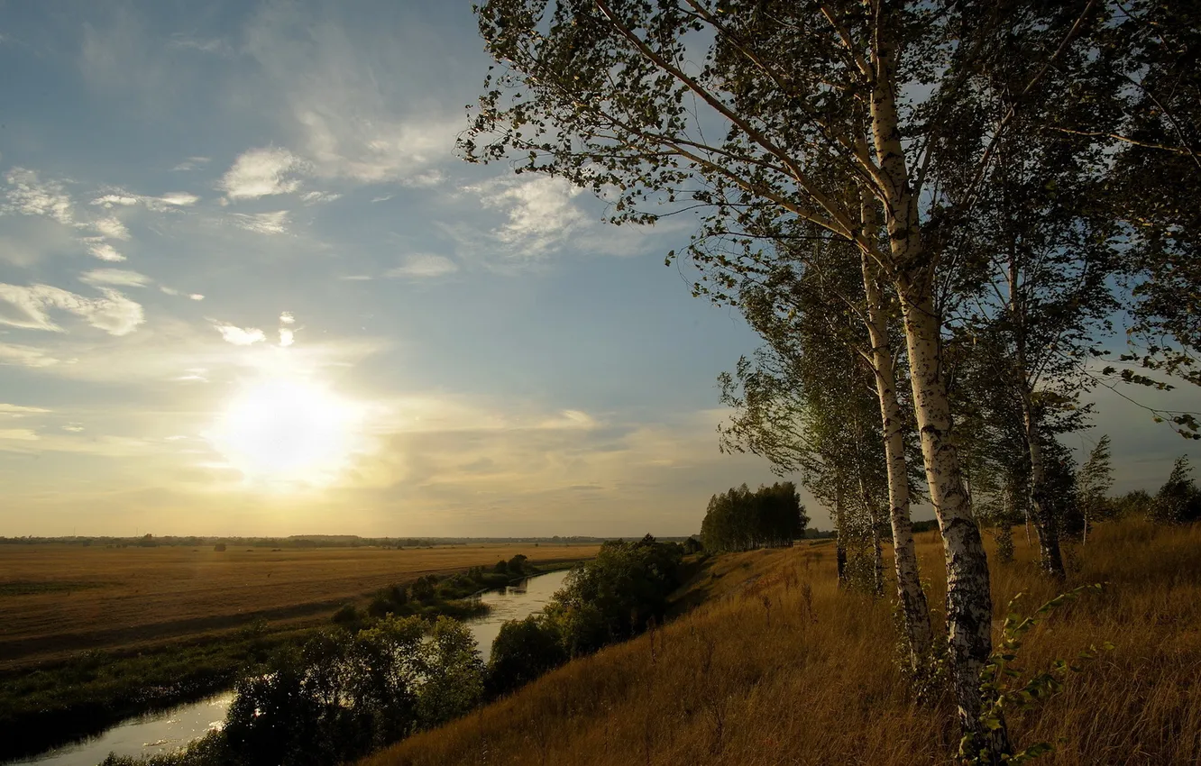 Photo wallpaper the sky, landscape, morning, birch