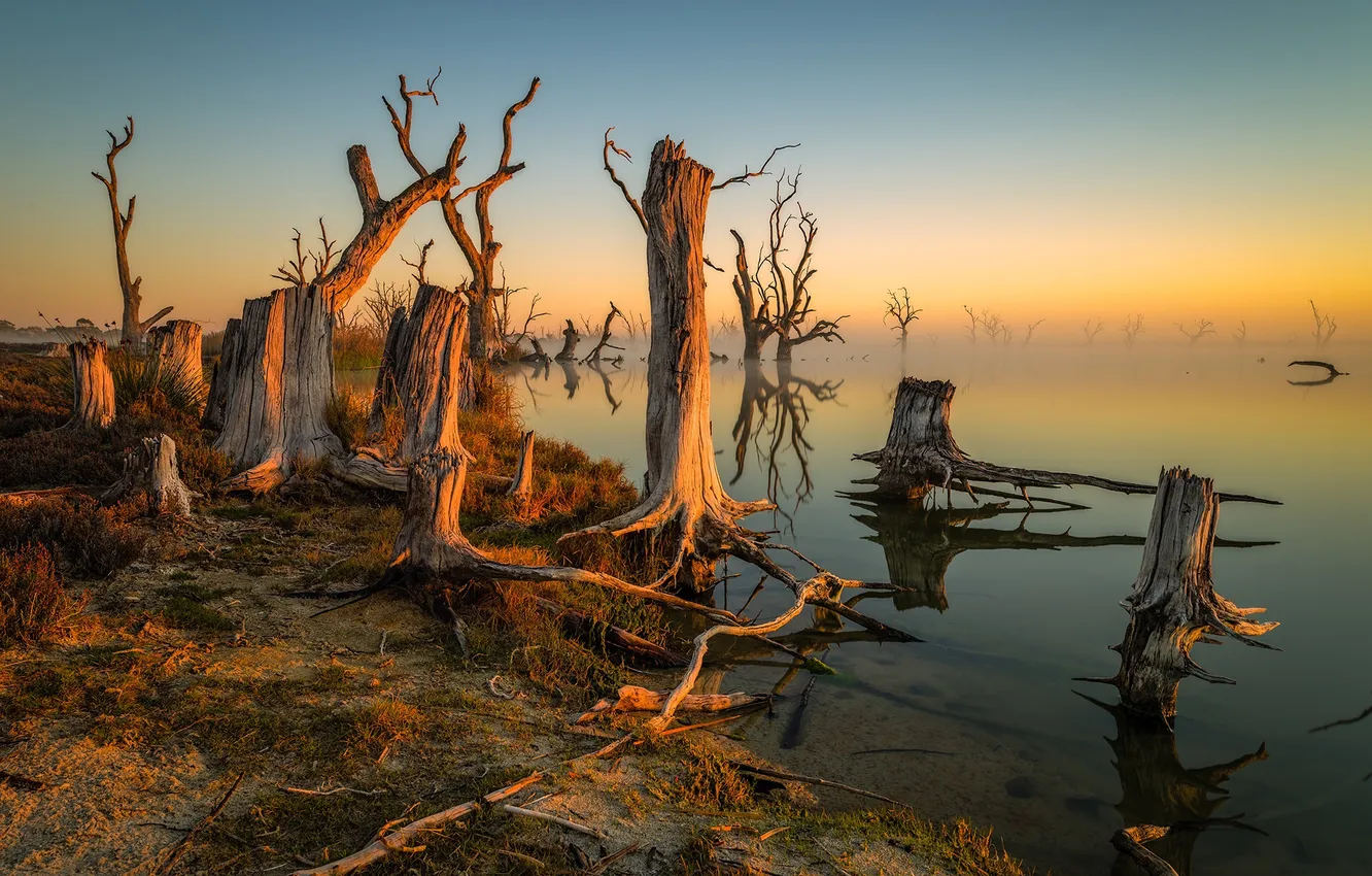 Photo wallpaper trees, fog, lake, morning