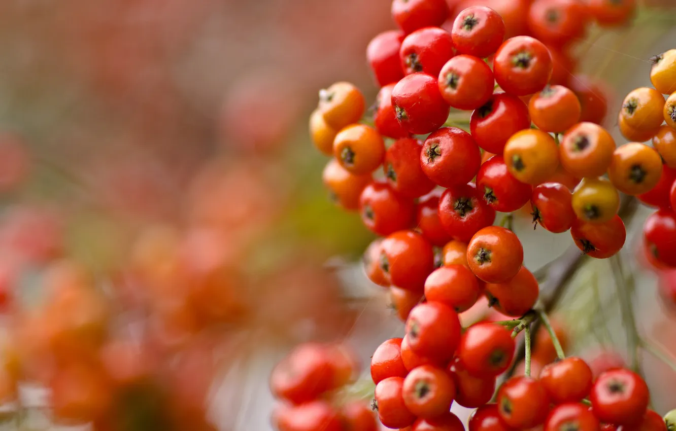 Photo wallpaper autumn, berries, paint, bunch, Rowan