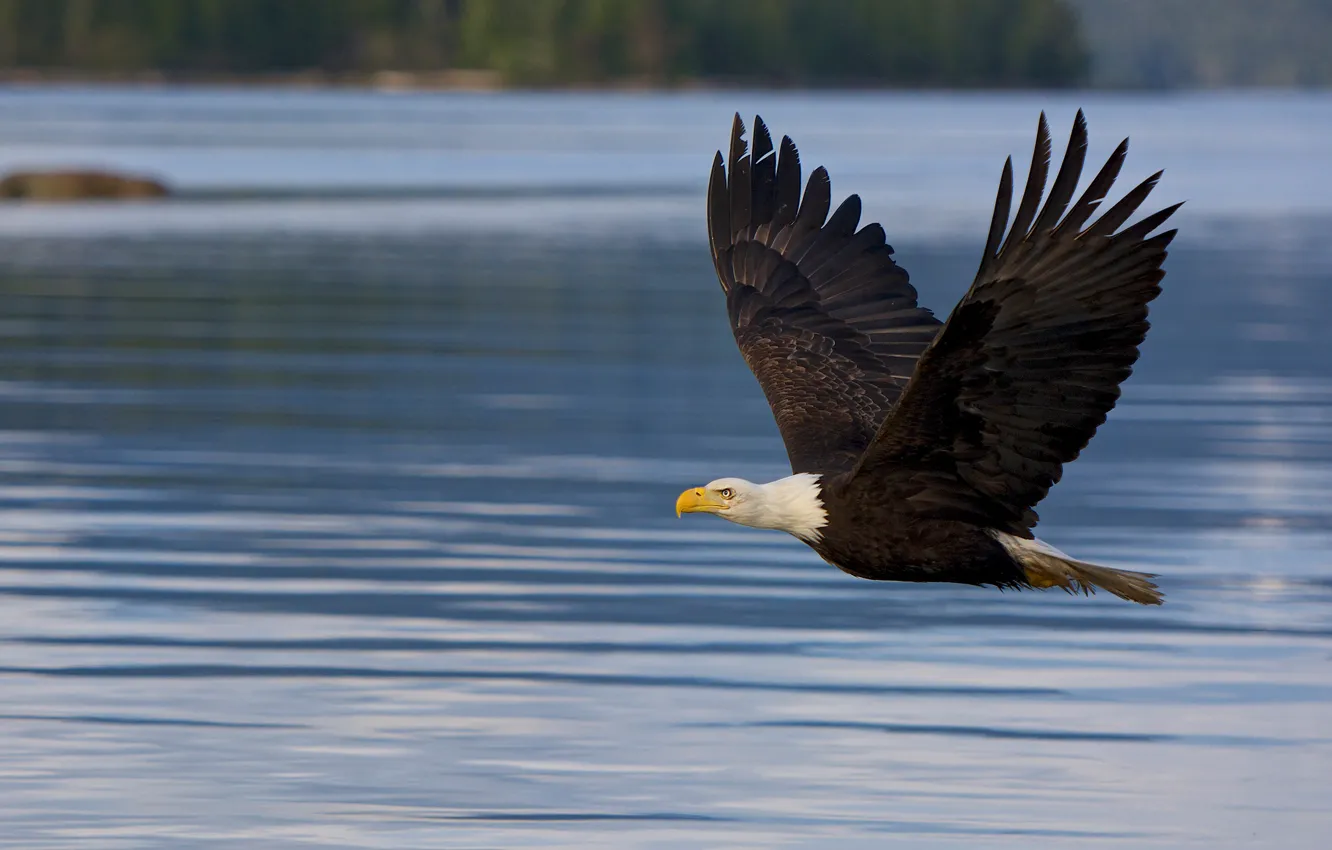 Photo wallpaper flight, bird, pond, bald eagle