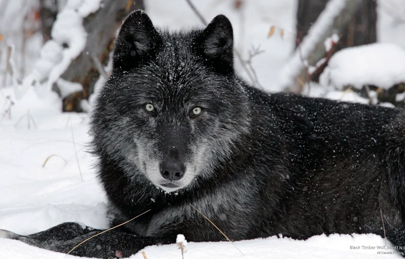 Photo wallpaper Alberta, Predator, animals, nature, animal, wolf, wildlife, portrait.