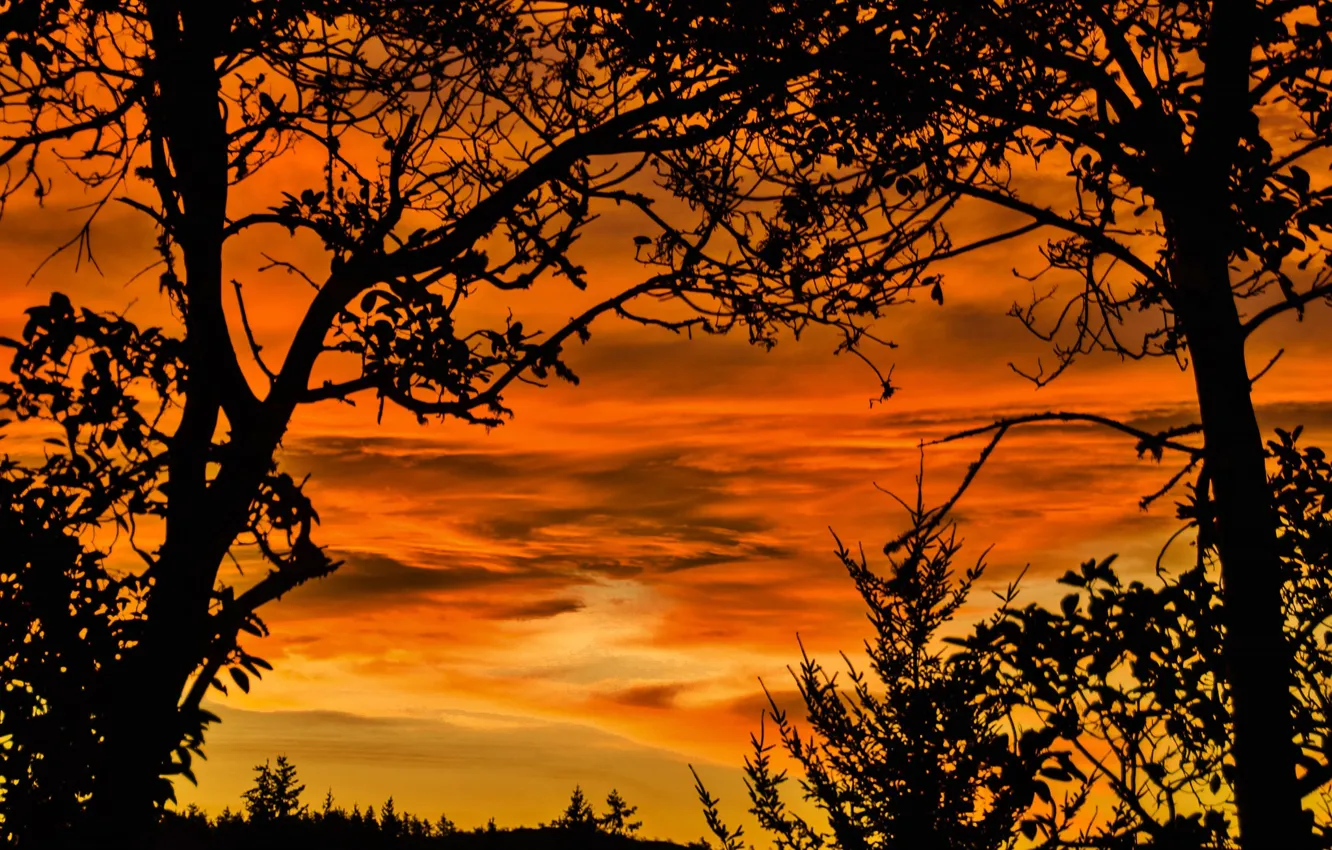 Photo wallpaper clouds, trees, silhouette, glow