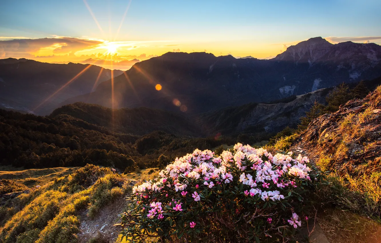 Photo wallpaper forest, summer, the sun, clouds, rays, flowers, mountains, glare