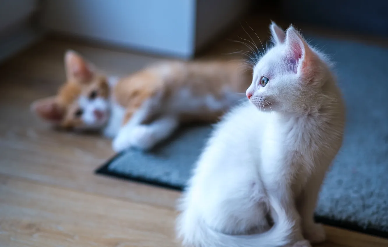 Photo wallpaper cat, cat, kittens, kitty, two, white kitten