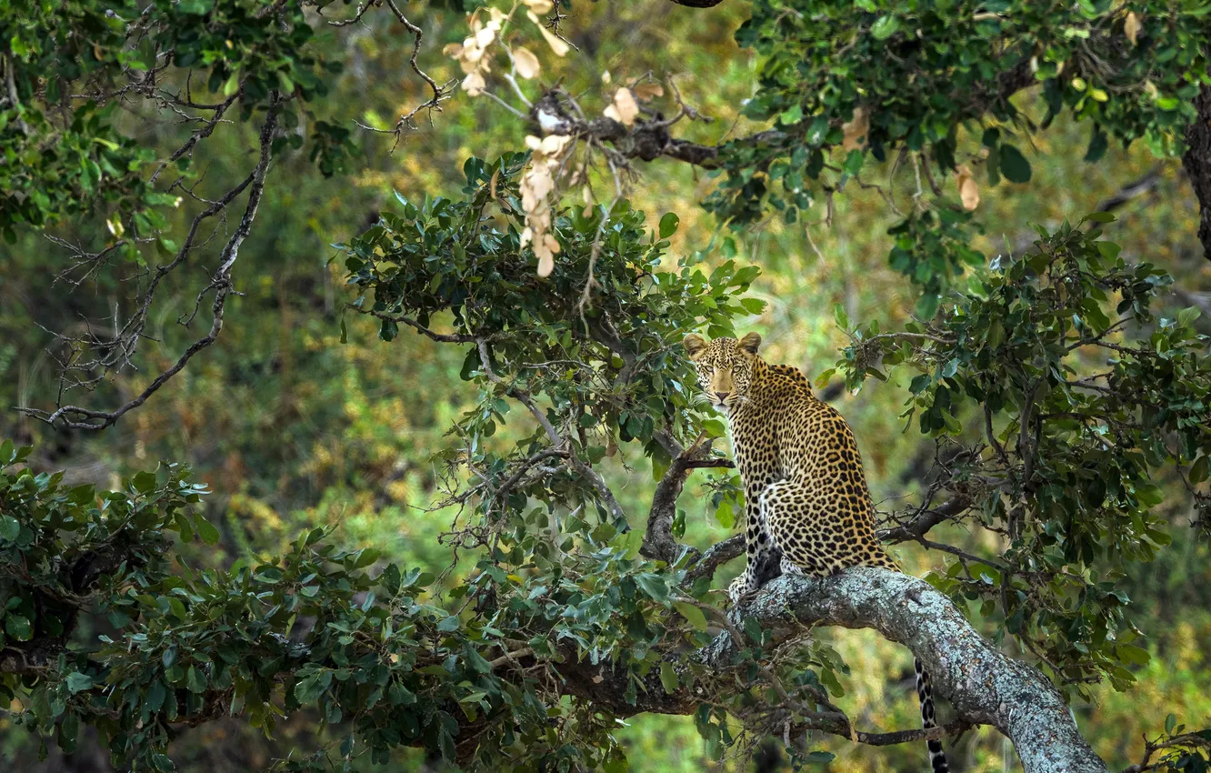 Photo wallpaper trees, foliage, predator, leopard, South Africa, South Africa, Kruger National Park, The Kruger national Park