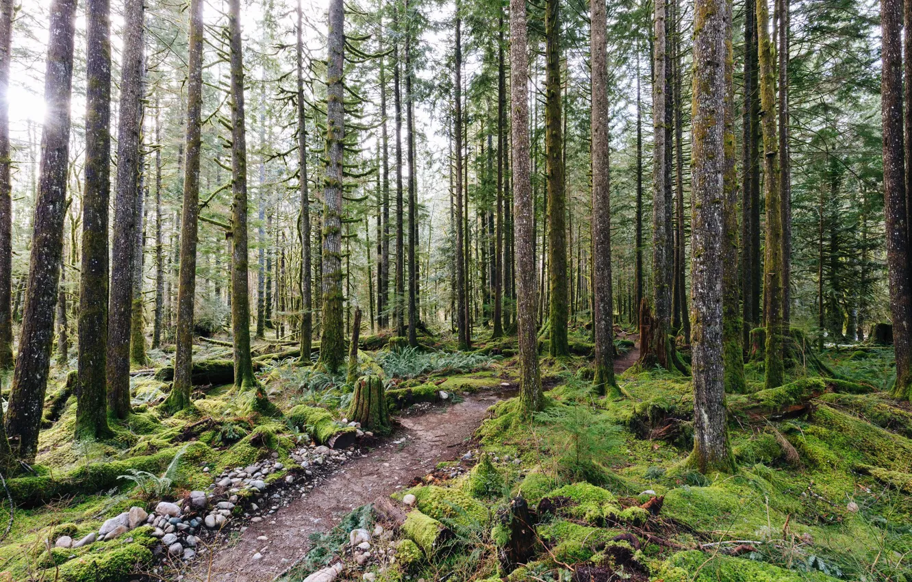 Photo wallpaper forest, trees, moss, track