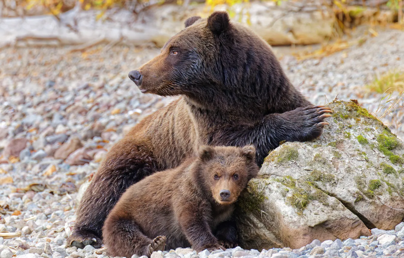 Photo wallpaper nature, bear, bear, bear