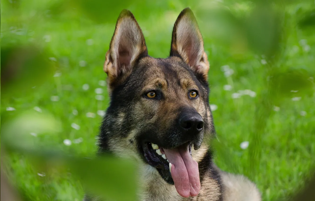 Photo wallpaper grass, look, shepherd