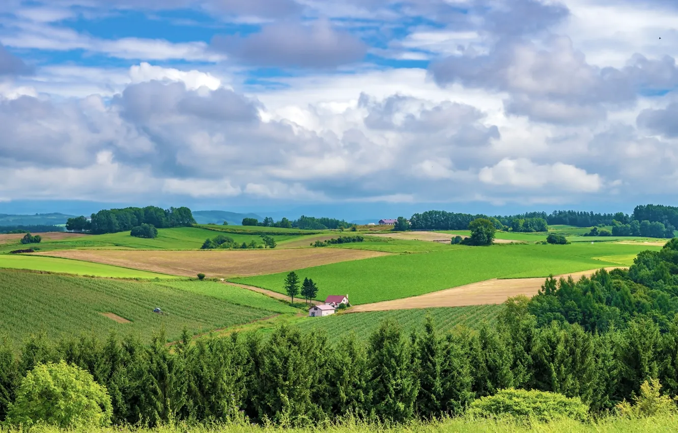 Photo wallpaper field, forest, summer, the sky, clouds, blue, hills, spring