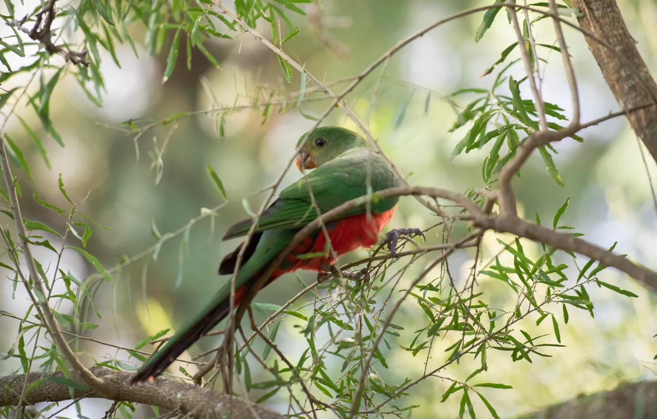 Photo wallpaper leaves, branches, green, bird, parrot, bokeh, Royal, Australian
