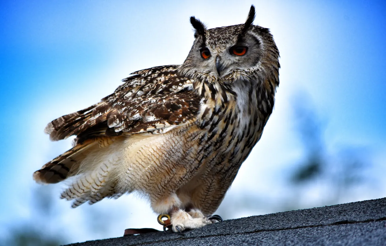 Photo wallpaper owl, bird, owl