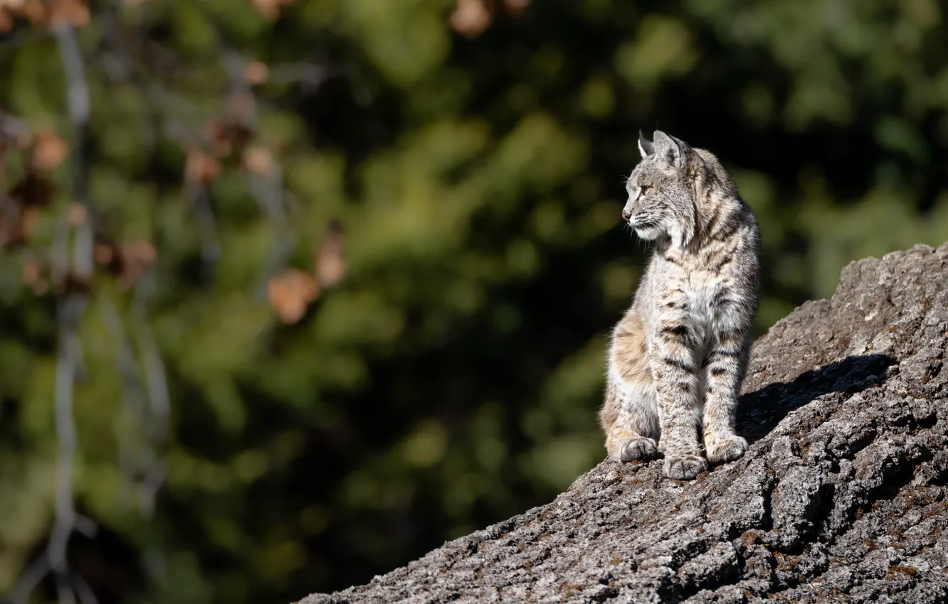Photo wallpaper slope, lynx, wild cat, bokeh