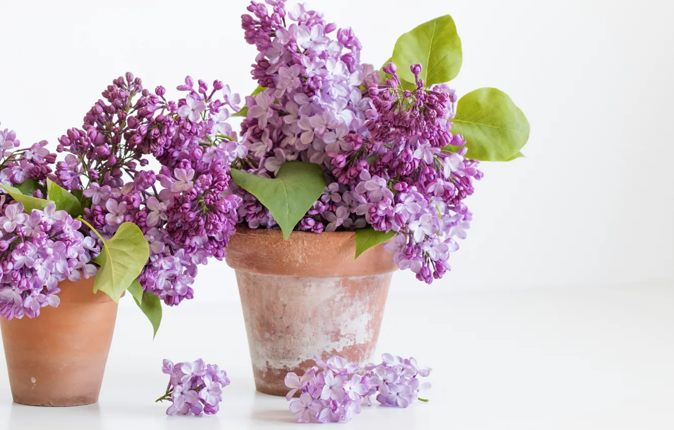 Photo wallpaper bouquet, pots, lilac
