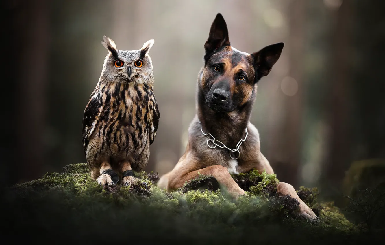 Photo wallpaper look, face, owl, bird, moss, dog, bokeh, owl