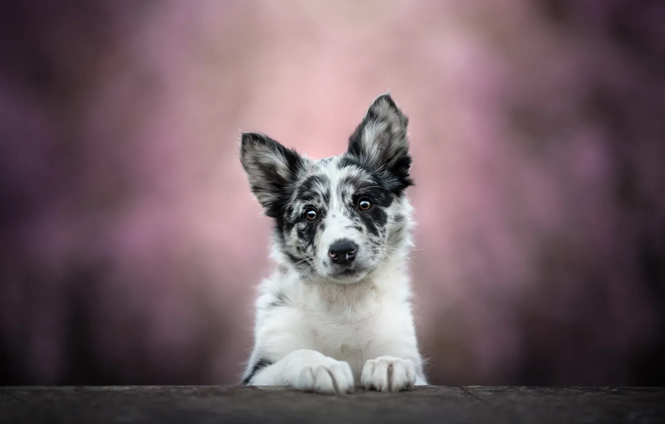 Photo wallpaper look, nature, pose, portrait, legs, dog, puppy, face