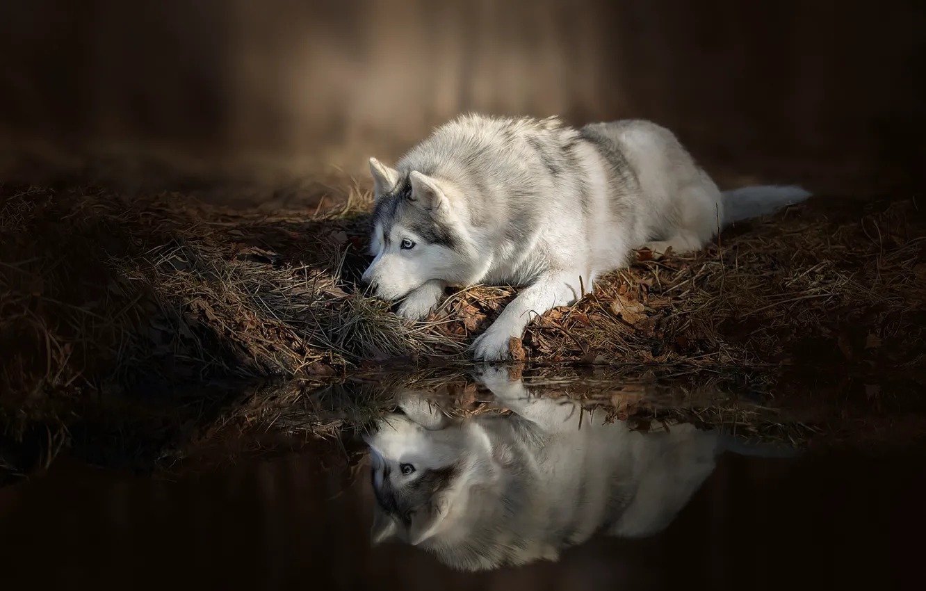 Photo wallpaper water, reflection, Dog, lies