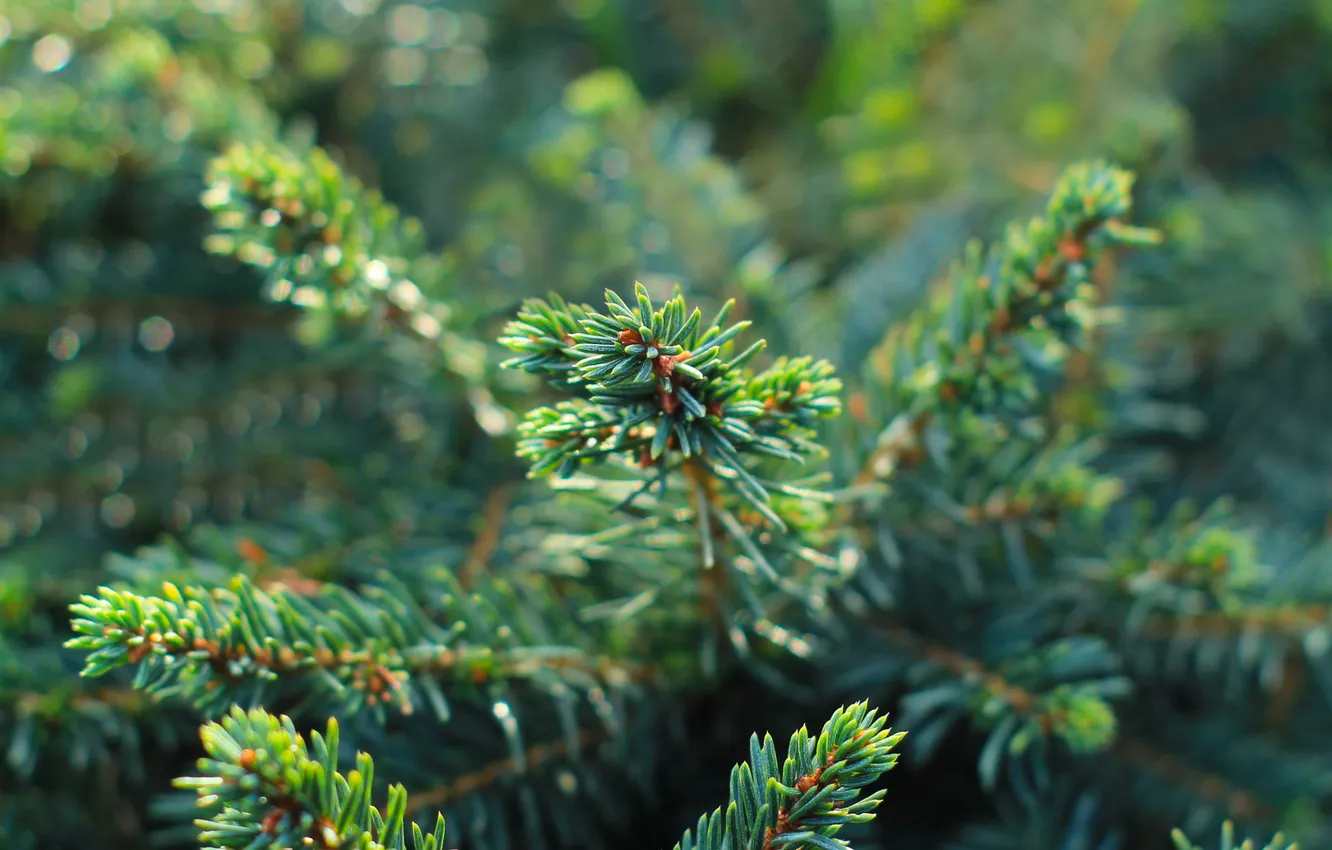Photo wallpaper green, spruce, twig