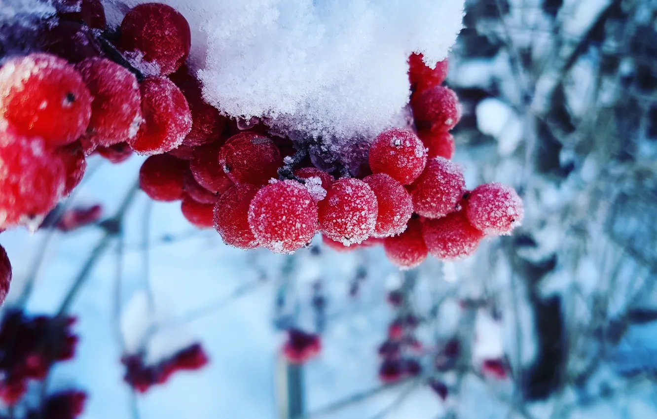 Photo wallpaper Macro, Nature, Snow, Russia, Cold, Kalina, Gulkevichi