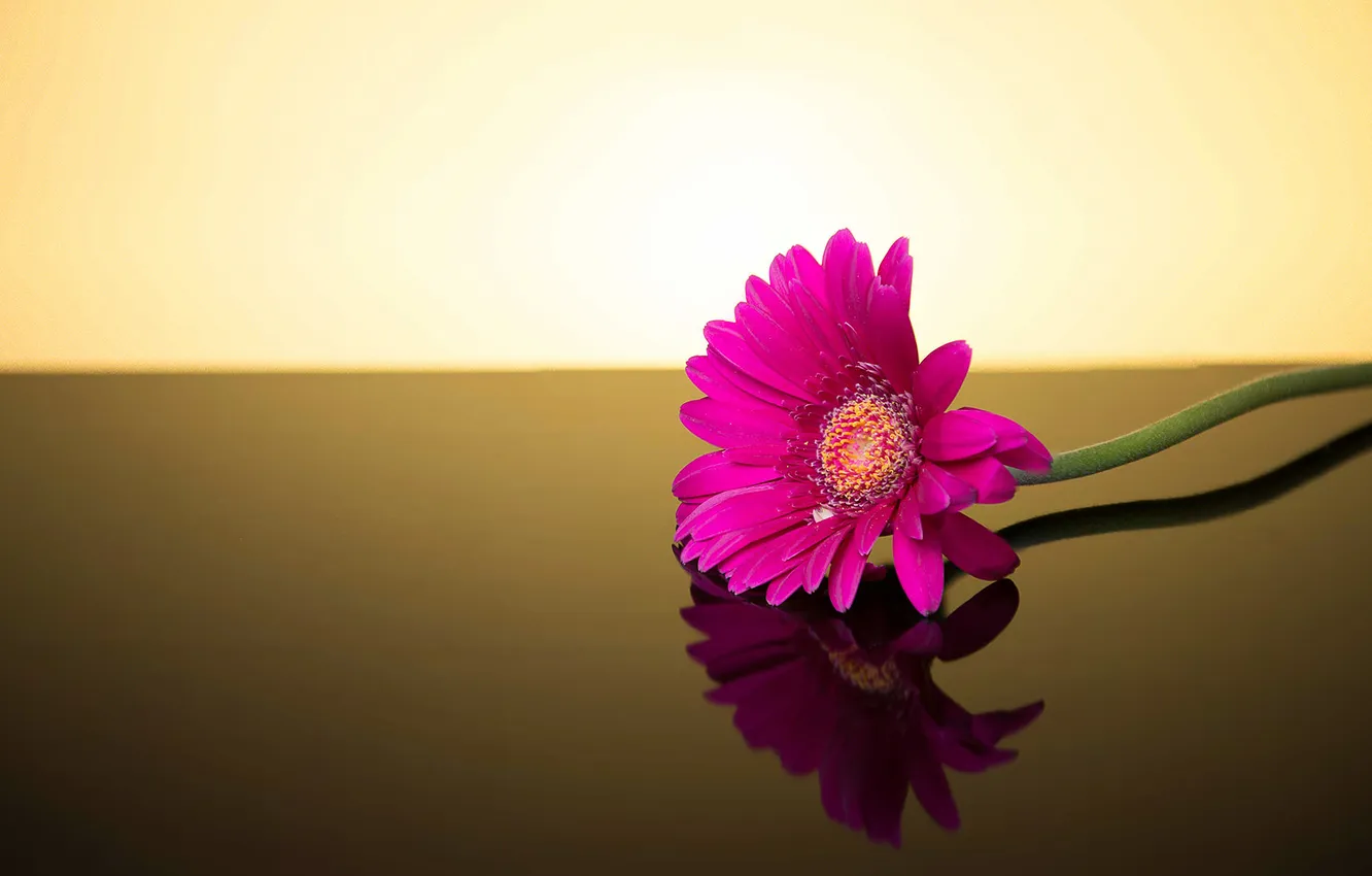 Photo wallpaper flowers, background, gerbera