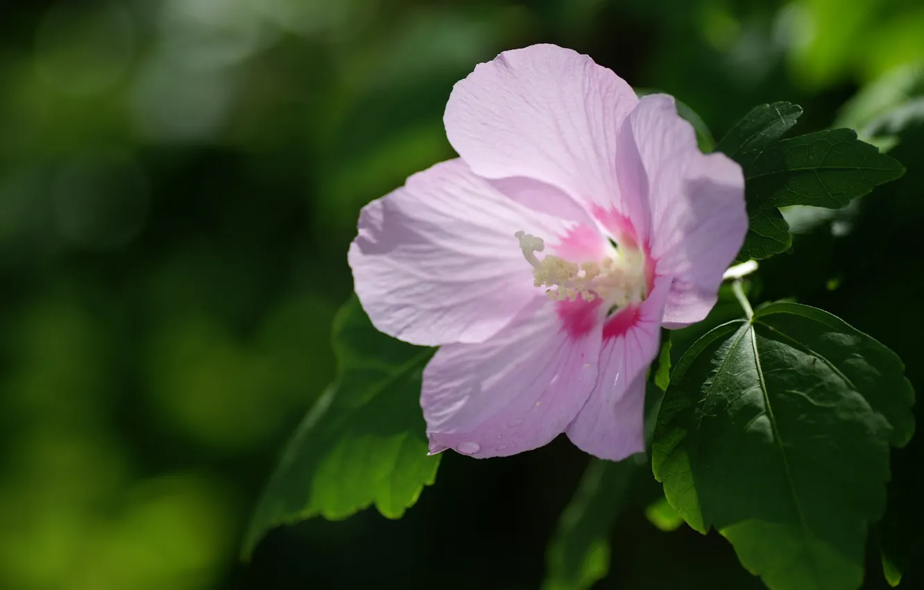Photo wallpaper flower, leaves, pink, Sunny, hibiscus