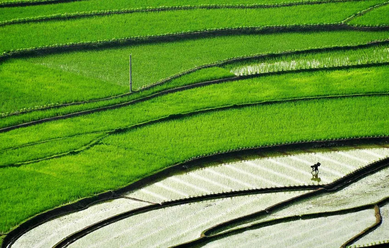 Photo wallpaper field, China, figure, crops