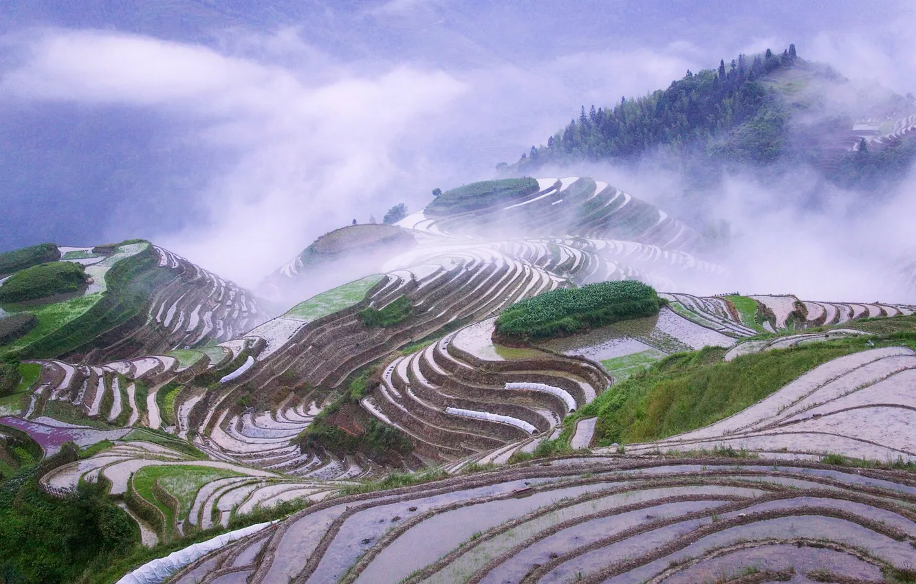 Photo wallpaper China, terrace, rice