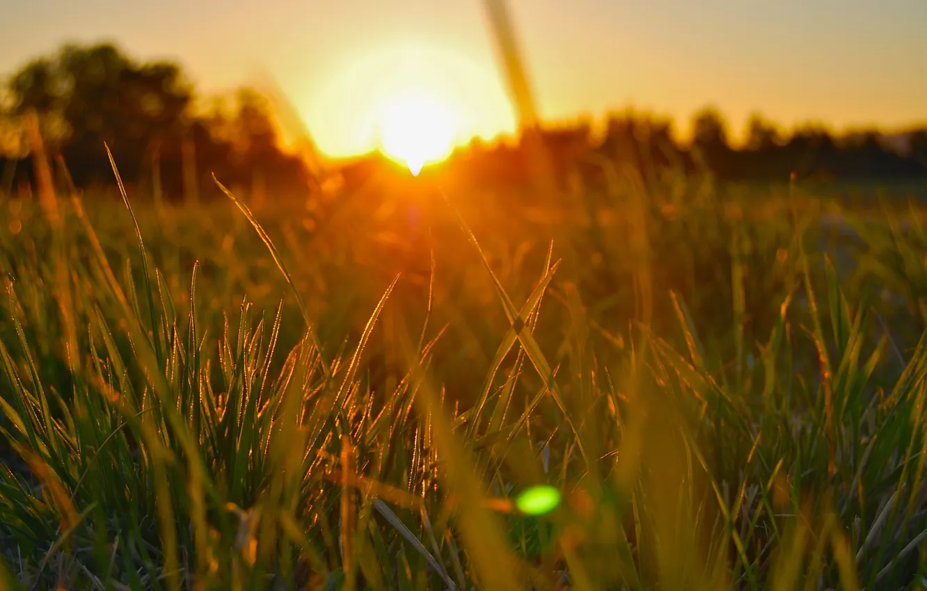 Photo wallpaper grass, the sun, light, nature, morning