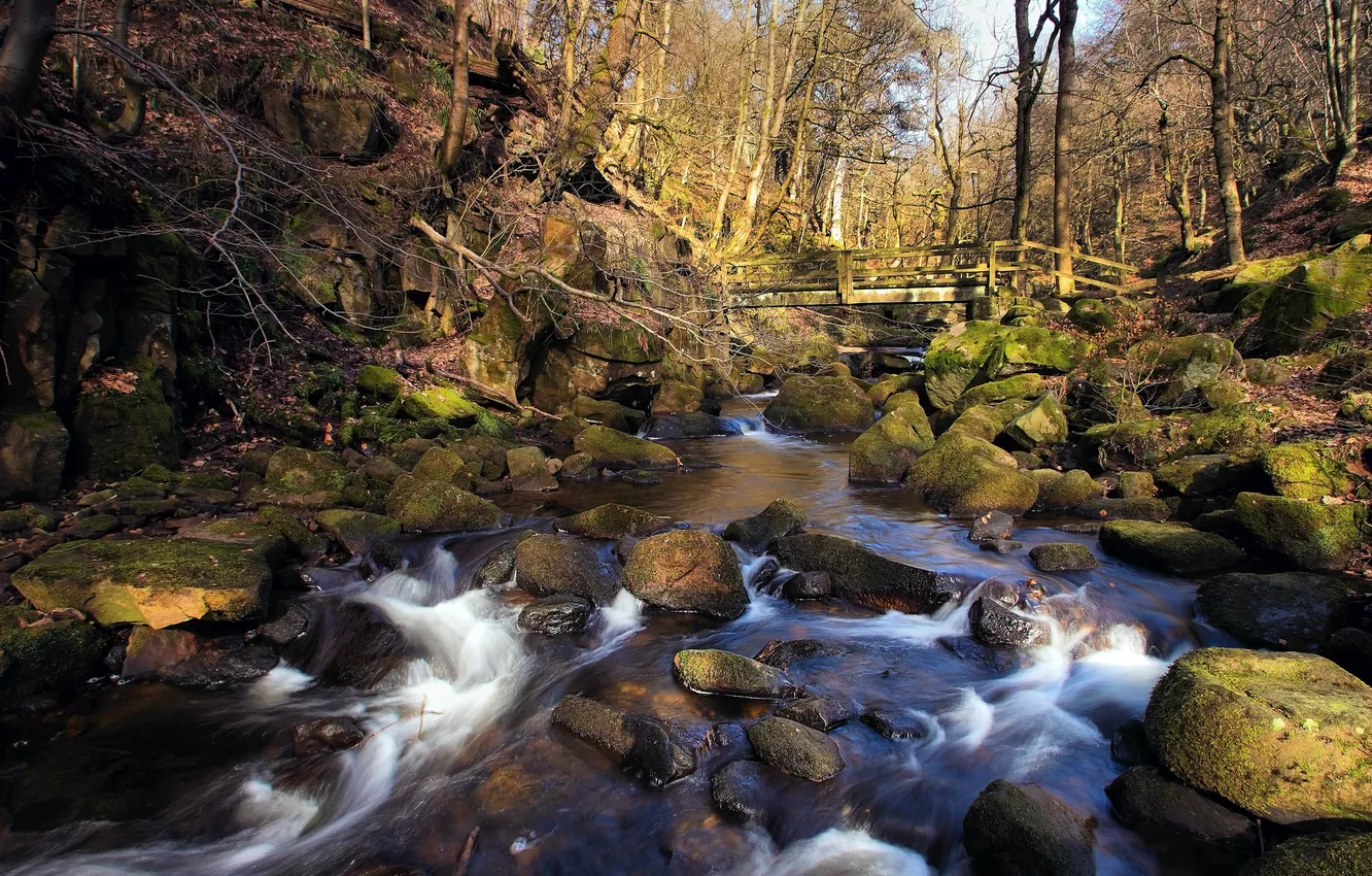 Photo wallpaper forest, bridge, river, stones, stream, spring