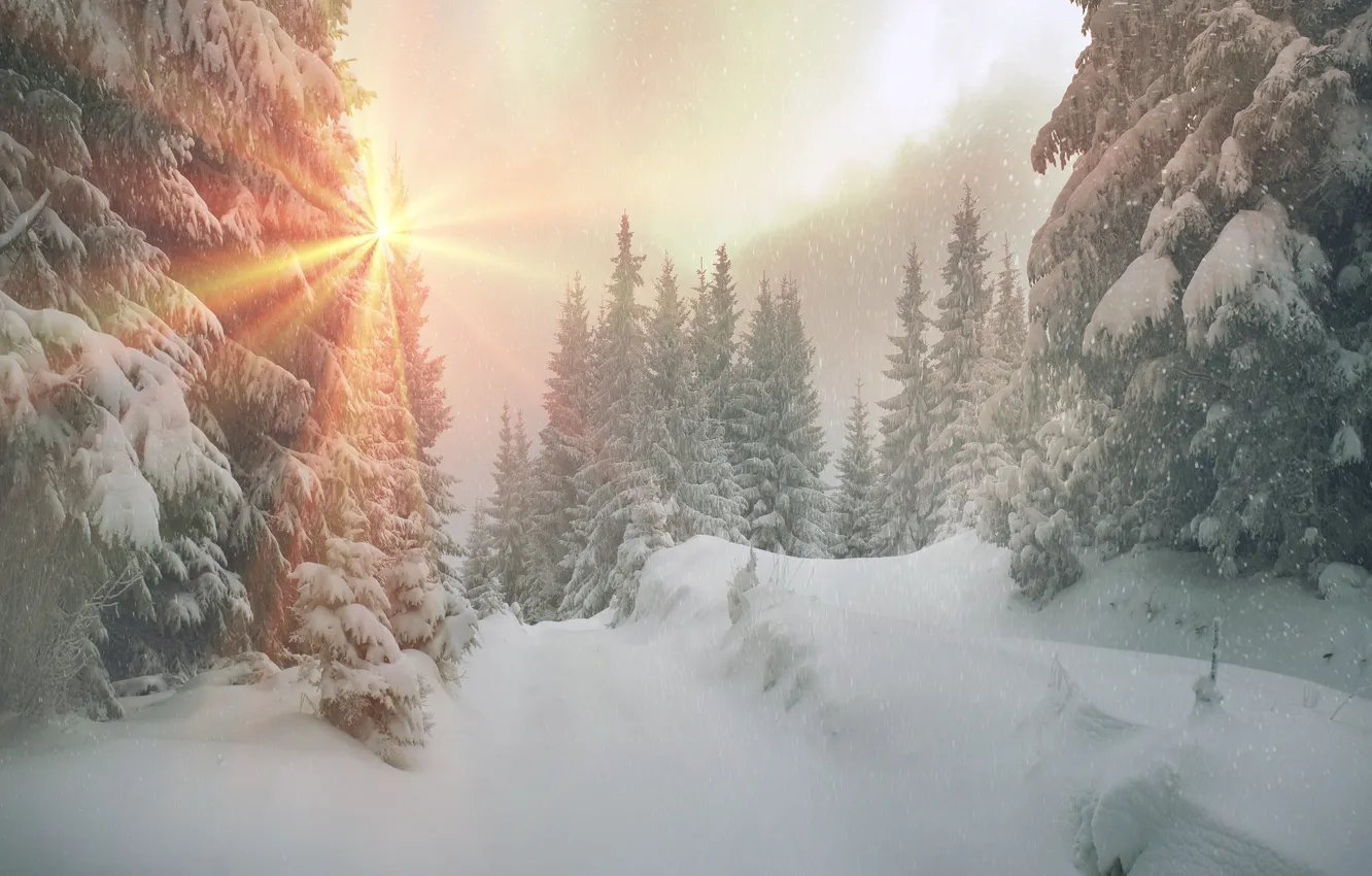Photo wallpaper winter, forest, the sun, snow, tree, nature, winter, snow