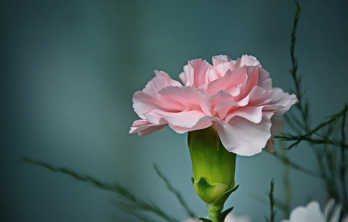 Photo wallpaper background, clove, carnation