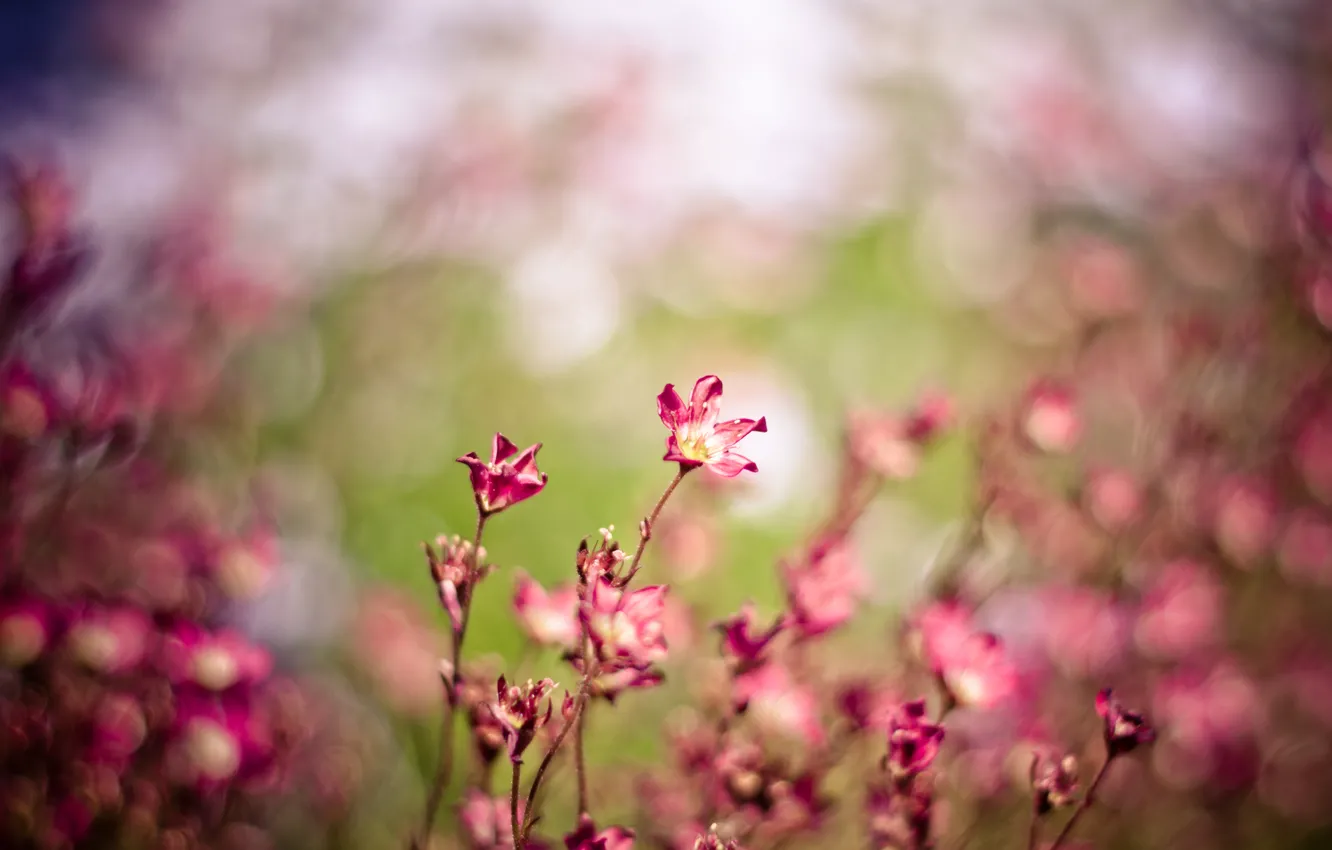 Photo wallpaper field, macro, flowers, nature, the wind, pink