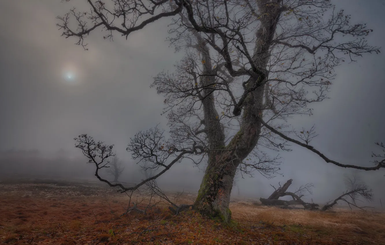 Photo wallpaper autumn, fog, tree