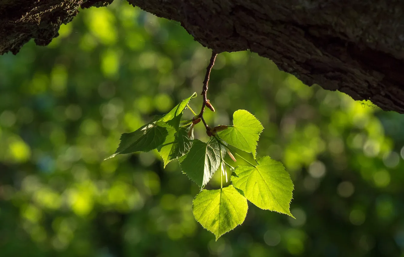 Photo wallpaper trees, branches, leaves