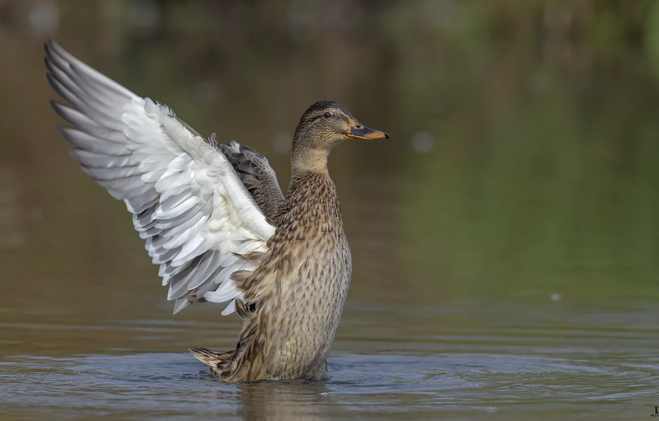 Photo wallpaper drops, nature, lake, bird, duck, DUELL ©