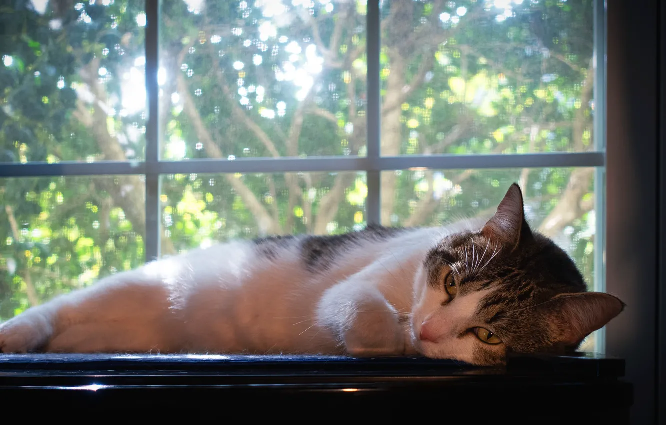 Photo wallpaper cat, cat, window, lies