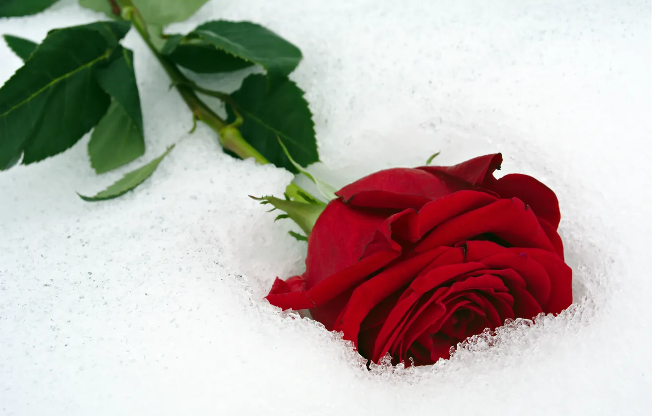 Photo wallpaper flower, close-up, red, rose, lies, bokeh, in the snow