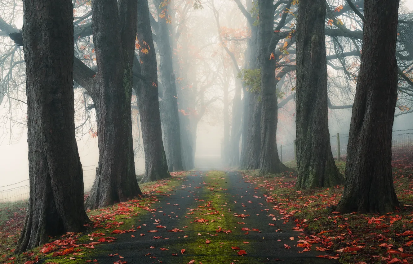 Photo wallpaper road, forest, trees, branches, nature, fog, Park, foliage