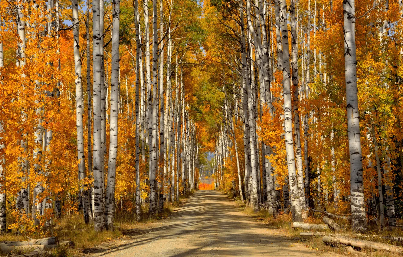 Photo wallpaper road, forest, leaves, trees, birch