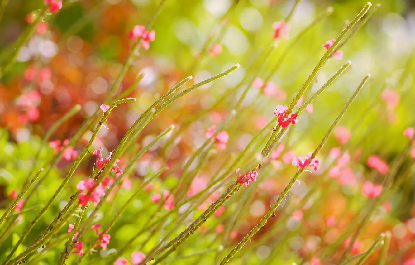 Photo wallpaper field, summer, flowers, glare, blur, pink