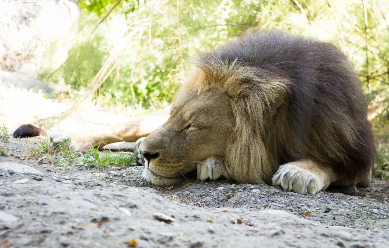 Photo wallpaper cat, stay, sleep, Leo, mane, sleeping