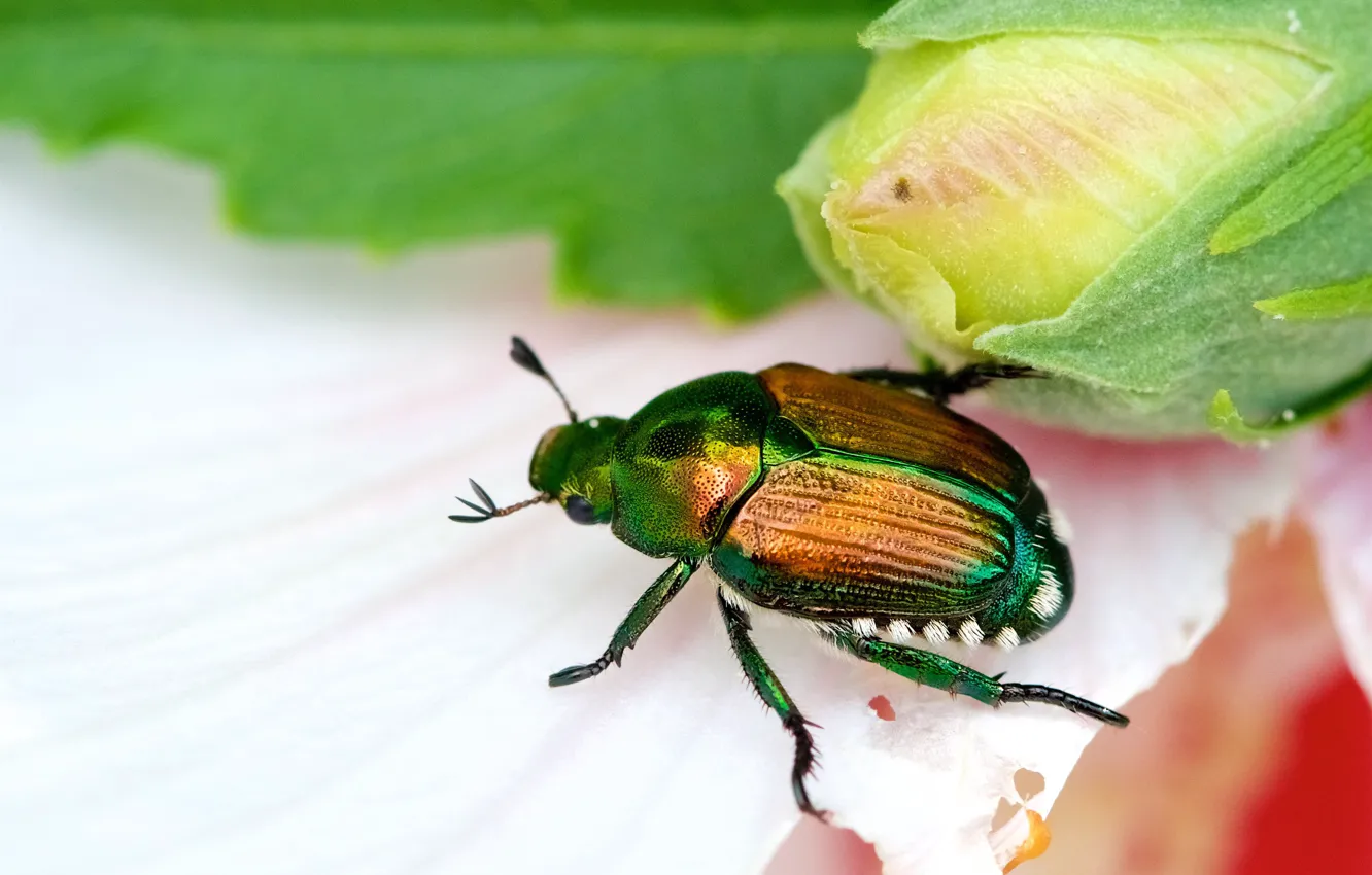 Photo wallpaper macro, flowers, green, beetle, buds, shiny, brantovka