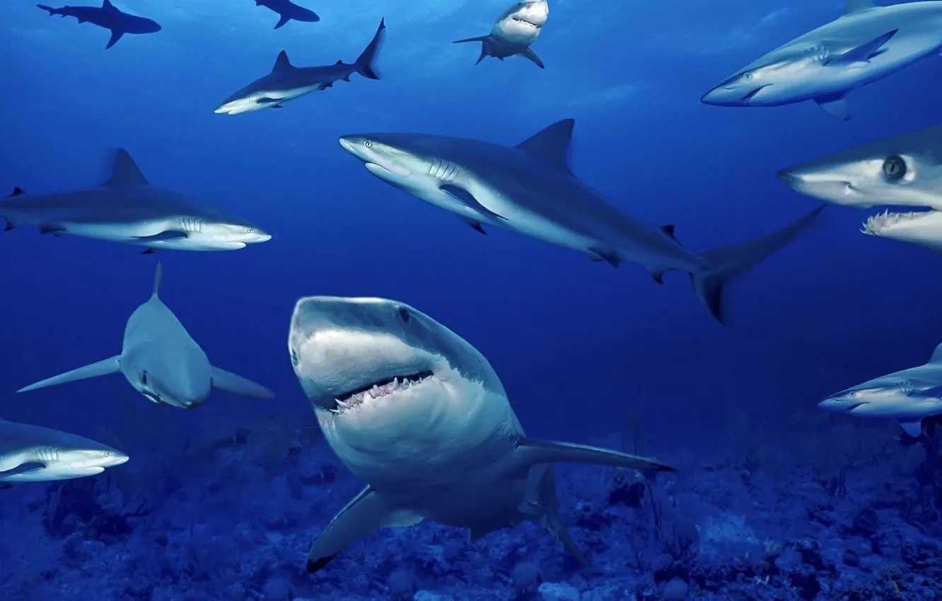 Photo wallpaper sea, depth, sharks