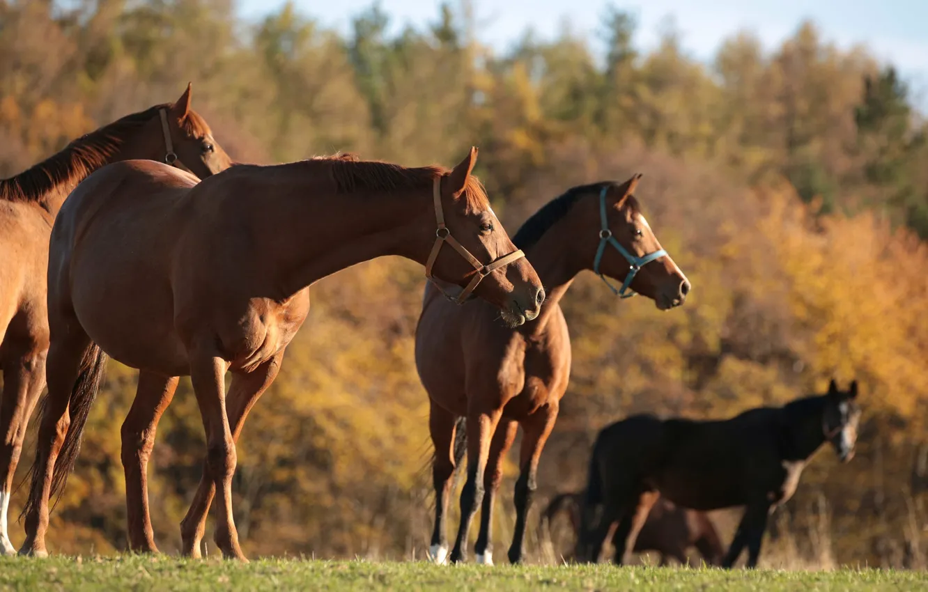 Photo wallpaper field, autumn, forest, look, light, trees, pose, horse