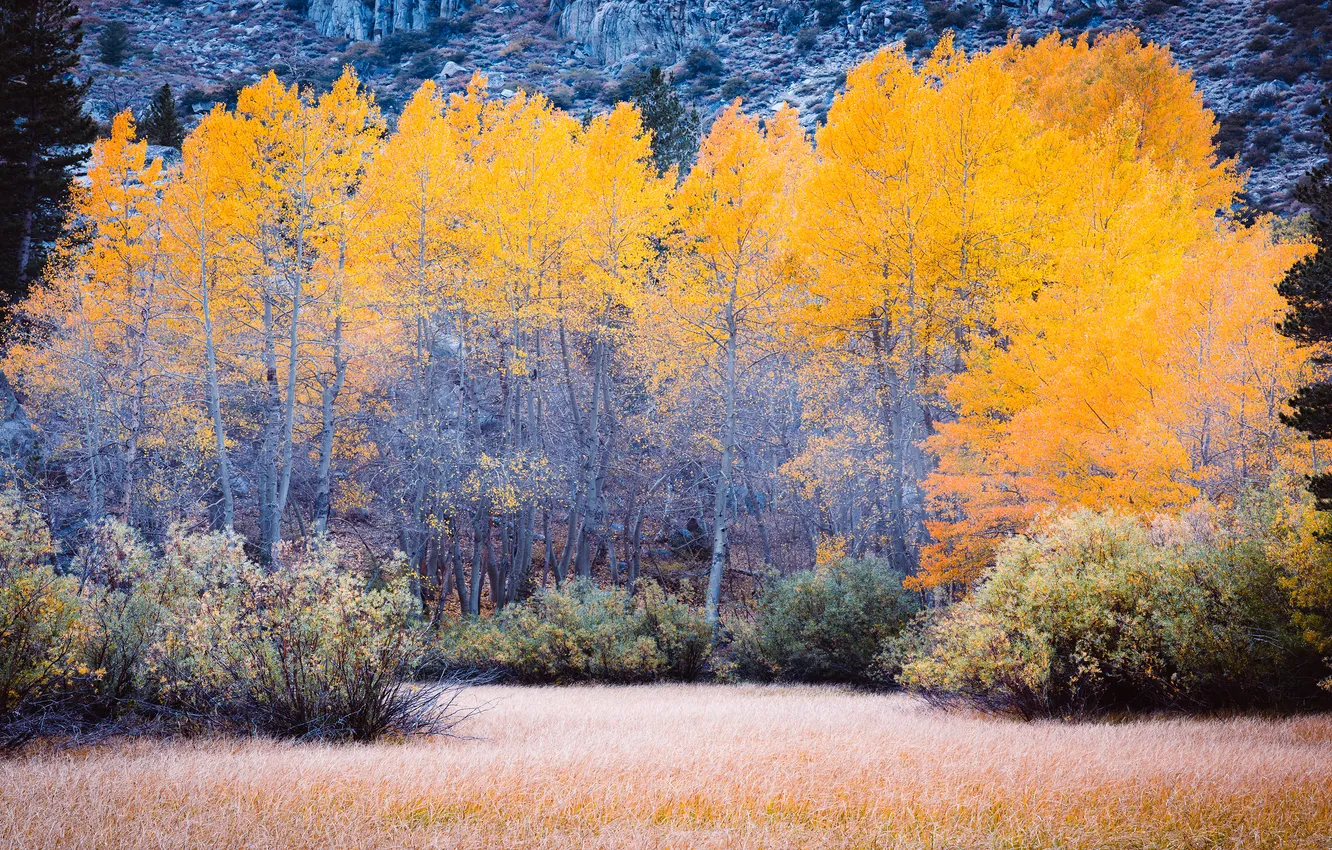 Photo wallpaper autumn, forest, glade, yellow foliage
