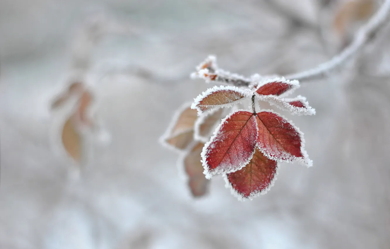 Photo wallpaper frost, frost, the first frost